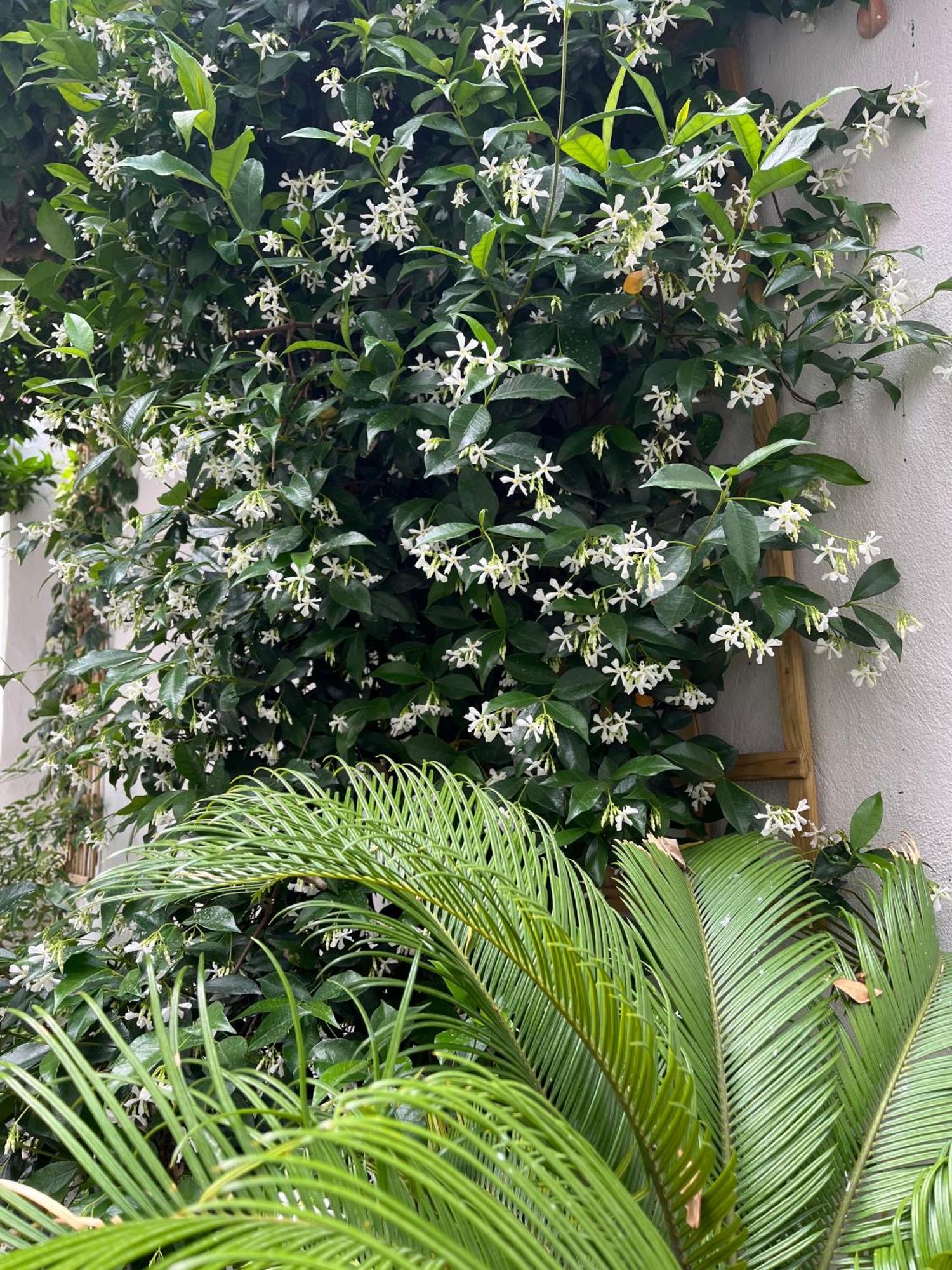 Maria'S Jasmine Apartment Volos Exterior photo